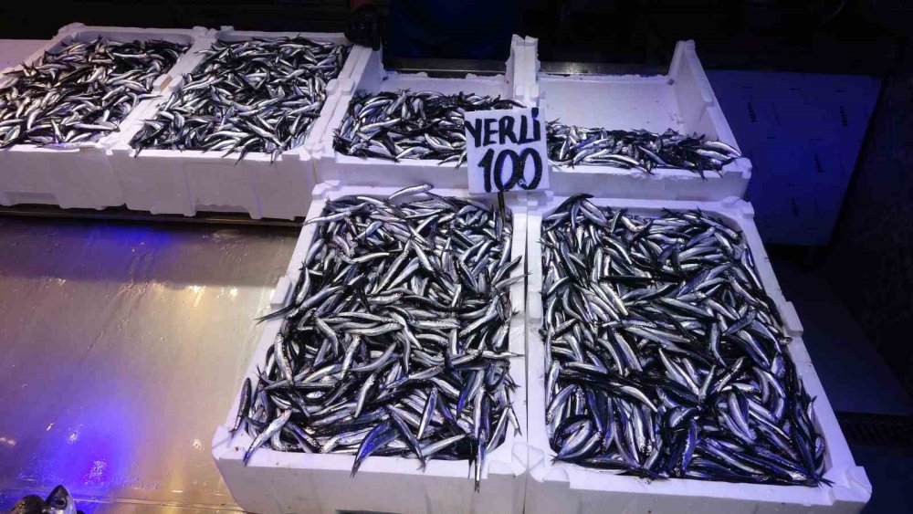 Balıkçılarda Erken Gelen Hamsinin Türk Karasularını Erken Terk Edeceği Endişesi