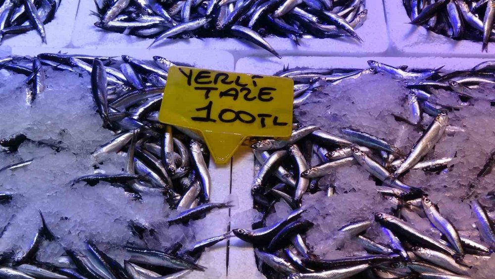 Balıkçılarda Erken Gelen Hamsinin Türk Karasularını Erken Terk Edeceği Endişesi