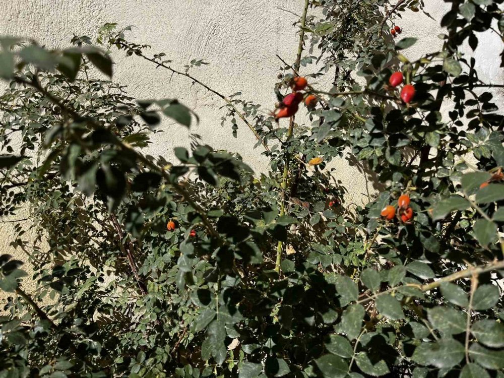 Bayburt’un Dağlarında Kuşburnu Bolluğu