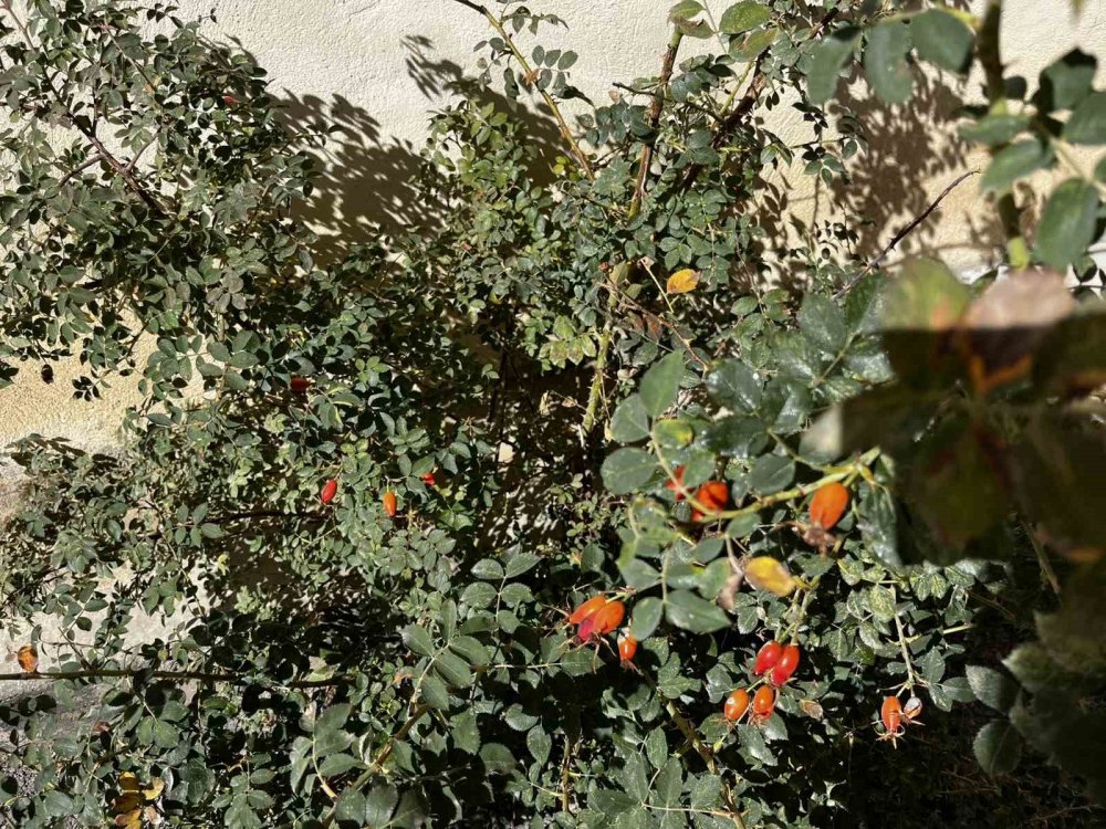 Bayburt’un Dağlarında Kuşburnu Bolluğu