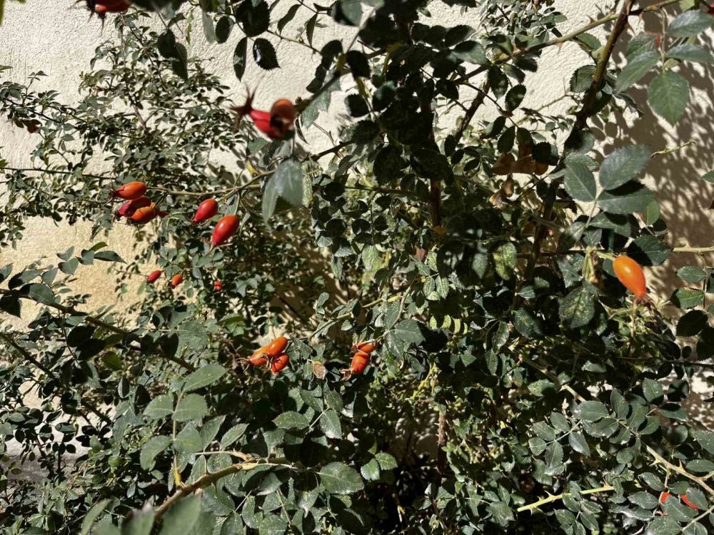 Bayburt’un Dağlarında Kuşburnu Bolluğu