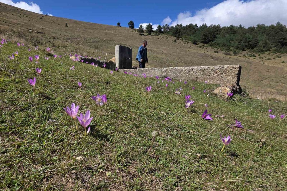 Yaylalarda Kışın Habercisi ‘vargit’ler Kendini Gösterdi