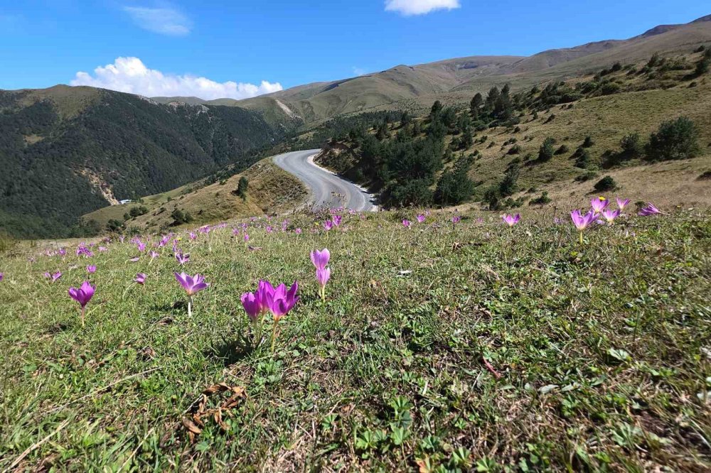 Yaylalarda Kışın Habercisi ‘vargit’ler Kendini Gösterdi