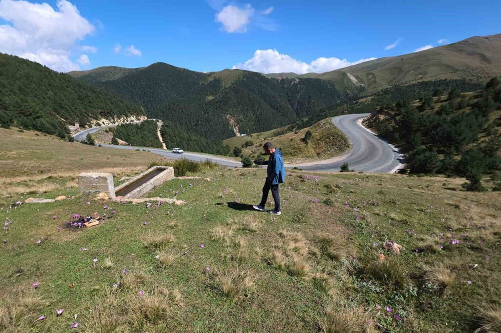 Yaylalarda Kışın Habercisi ‘vargit’ler Kendini Gösterdi