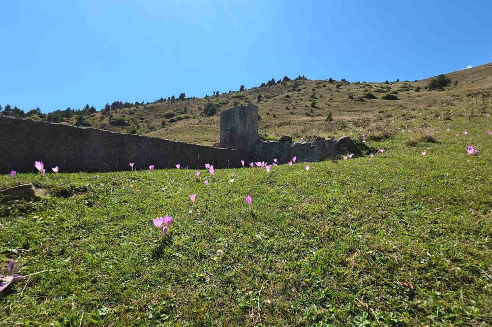 Yaylalarda Kışın Habercisi ‘vargit’ler Kendini Gösterdi