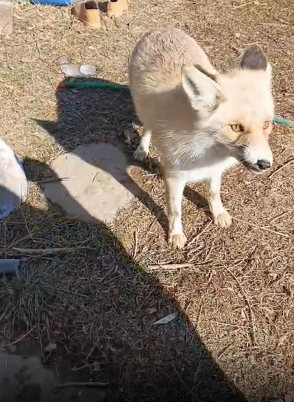 Oflu Süleyman Amcanın Tilki İle Dostluğu