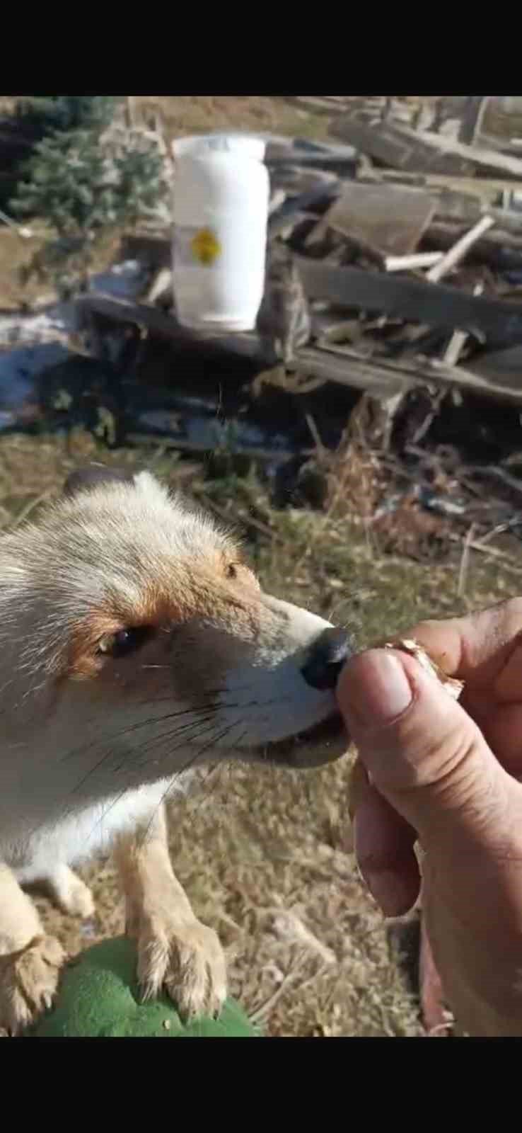 Oflu Süleyman Amcanın Tilki İle Dostluğu