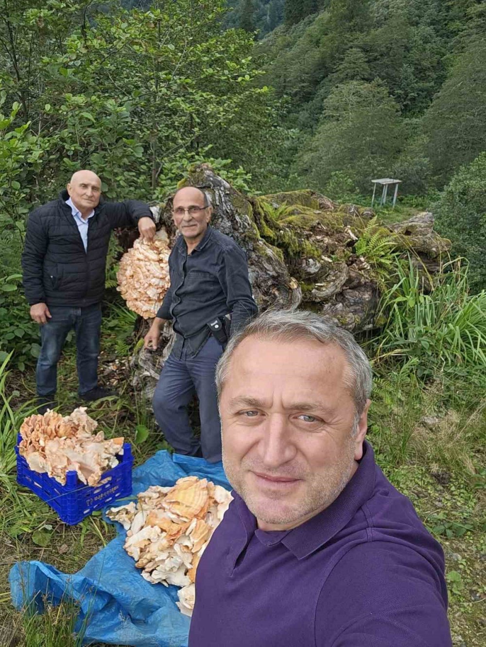 Rize’de Ormanda Gezintiye Çıkan 3 Arkadaş Ağacın Üzerinde Kilolarca Mantar Buldu