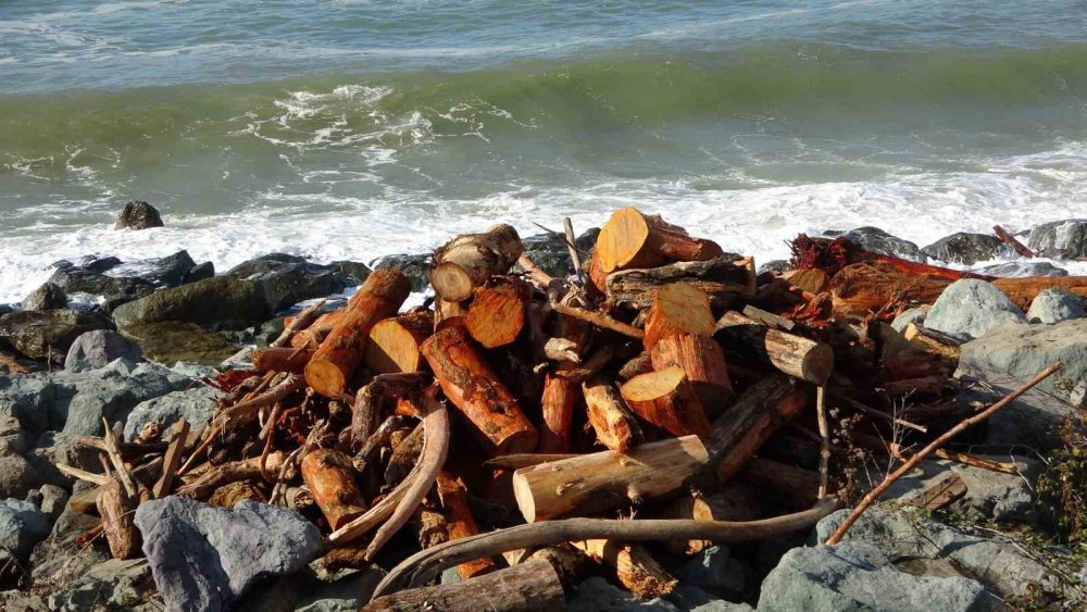 Rize’de Derelerin Taşıdığı Odunlar Vatandaşların Kışlık Yakacağı Oldu