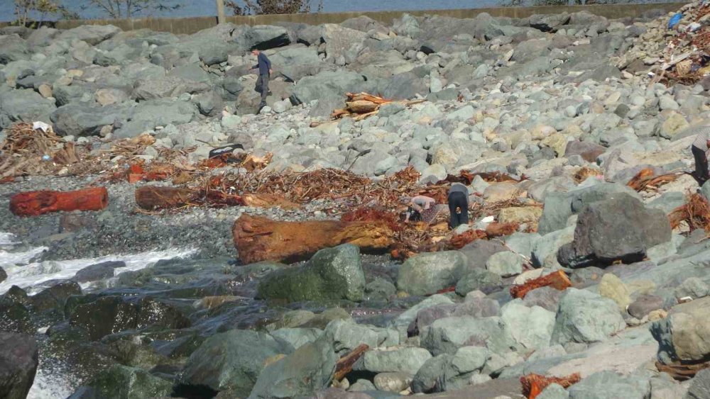Rize’de Derelerin Taşıdığı Odunlar Vatandaşların Kışlık Yakacağı Oldu