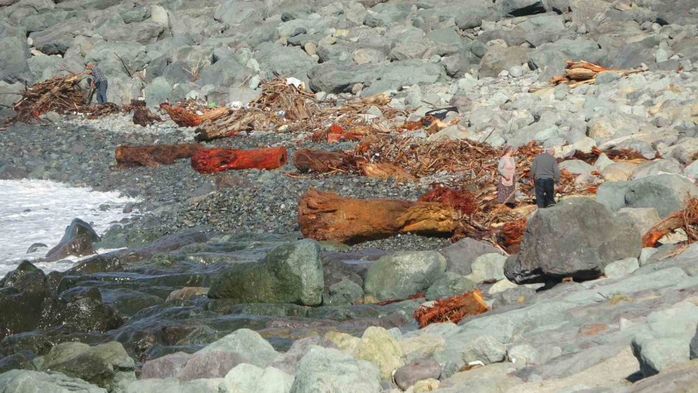 Rize’de Derelerin Taşıdığı Odunlar Vatandaşların Kışlık Yakacağı Oldu