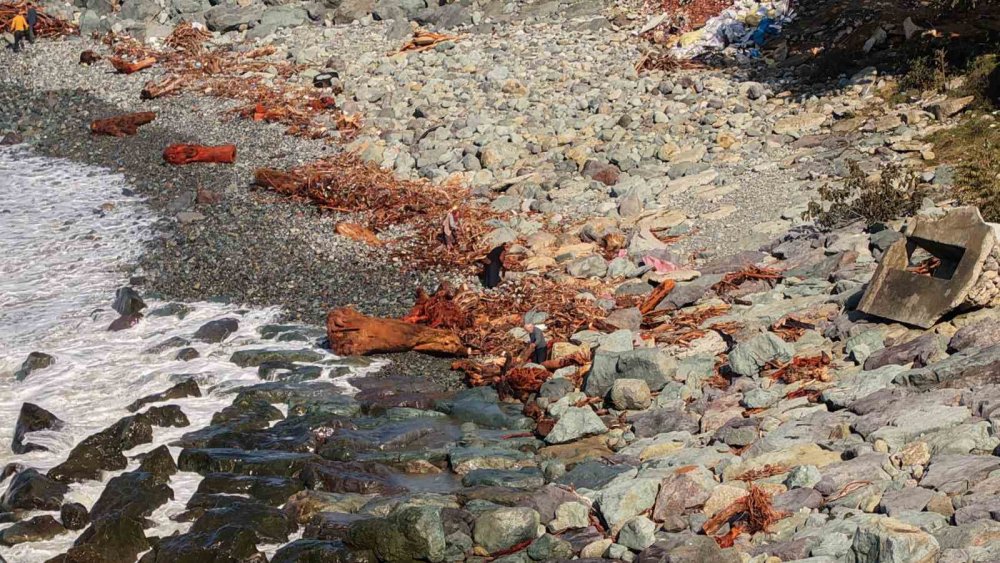 Rize’de Derelerin Taşıdığı Odunlar Vatandaşların Kışlık Yakacağı Oldu