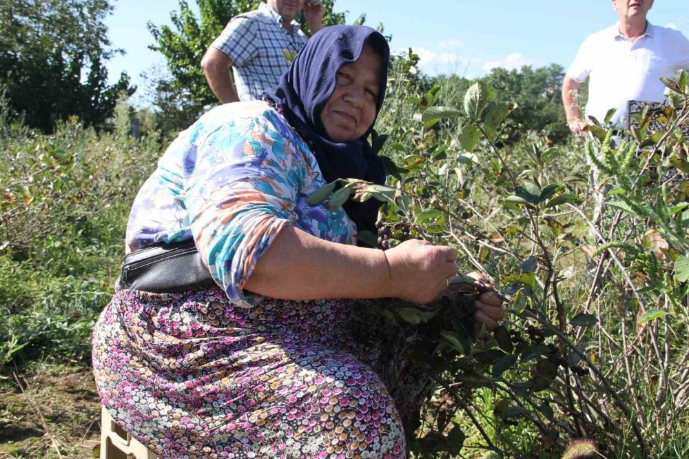 Küçük Taneli Büyük Şifa: Aronya Hasadı Başladı