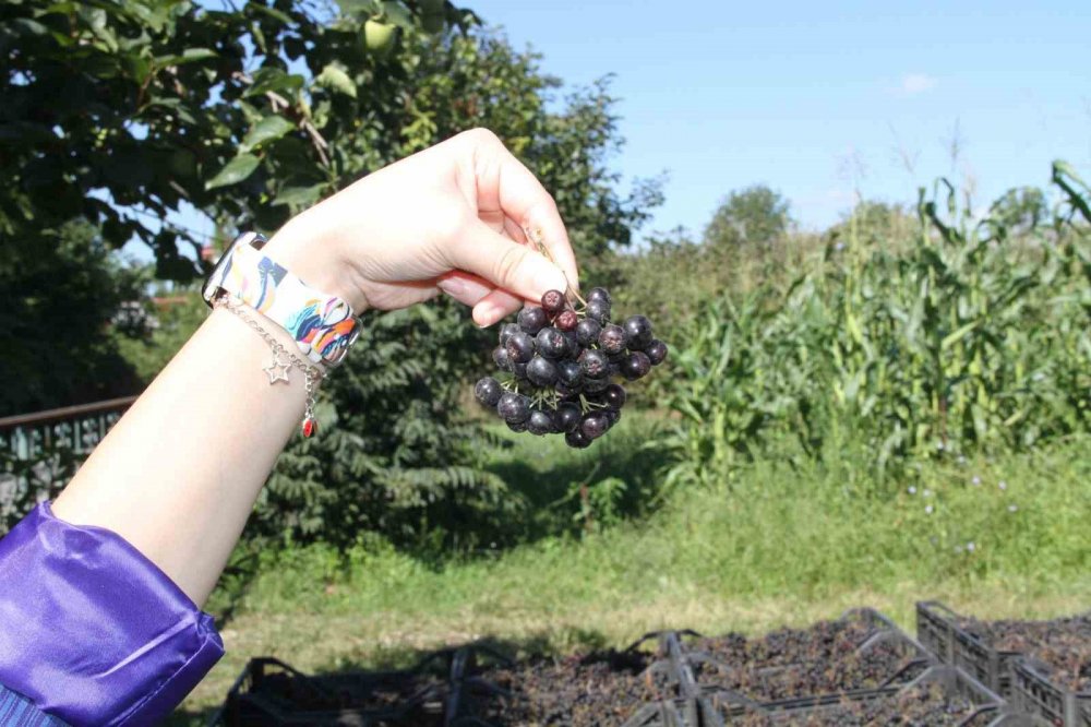 Küçük Taneli Büyük Şifa: Aronya Hasadı Başladı