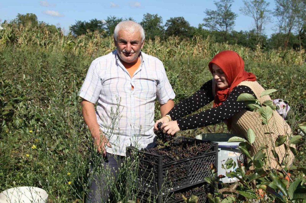 Küçük Taneli Büyük Şifa: Aronya Hasadı Başladı
