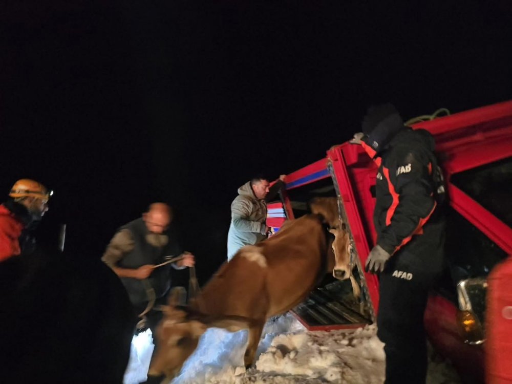 Trovit Yaylası Yolunda Çığ: Araçlar ve Büyükbaş Hayvanlar Kurtarıldı