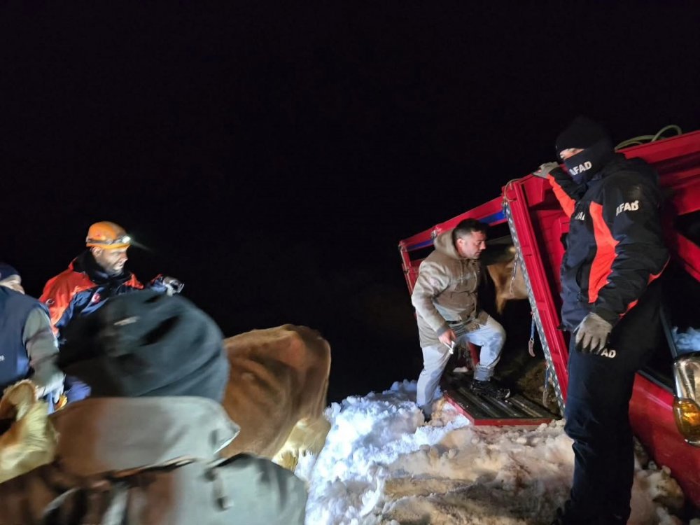 Trovit Yaylası Yolunda Çığ: Araçlar ve Büyükbaş Hayvanlar Kurtarıldı