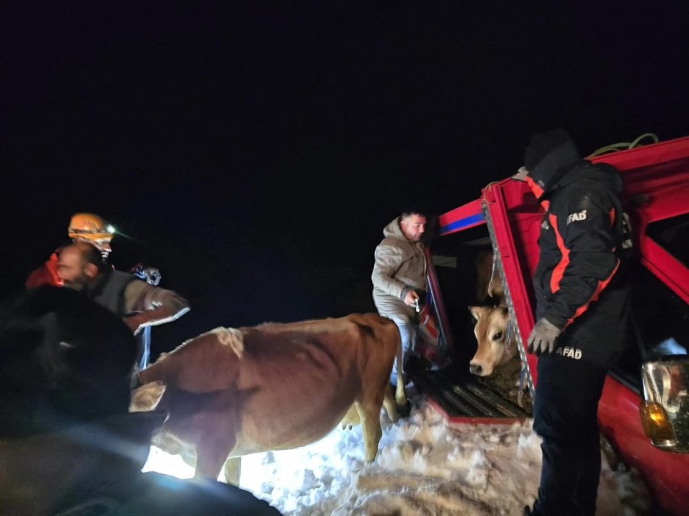 Trovit Yaylası Yolunda Çığ: Araçlar ve Büyükbaş Hayvanlar Kurtarıldı