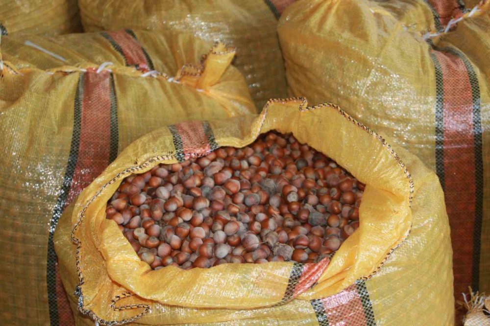 Fındık Üreticileri Mahsullerini Evde Depoluyor: Beklenti 500 Lira