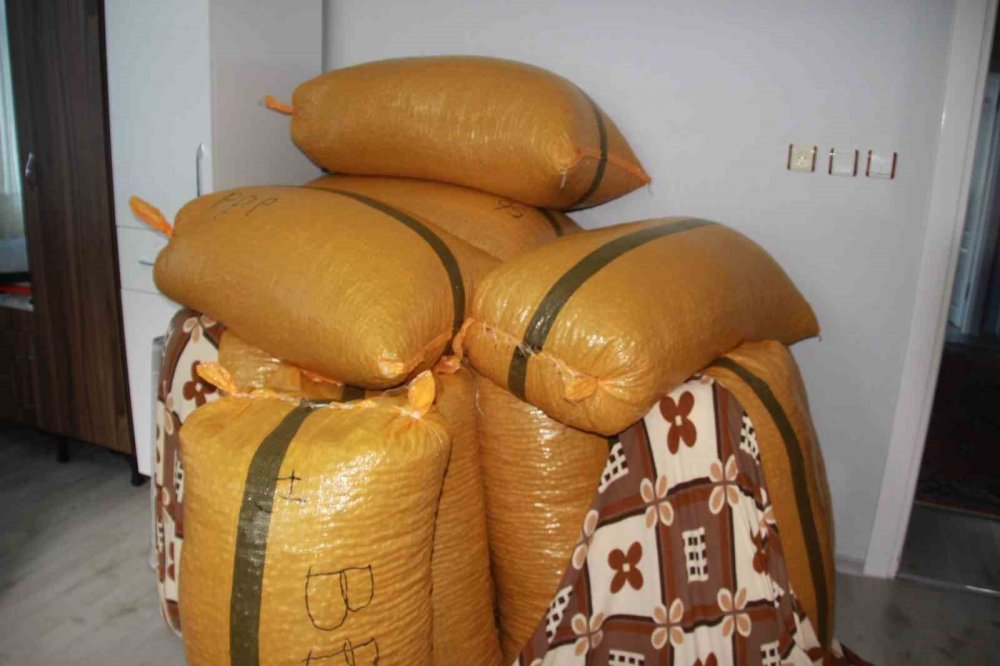 Fındık Üreticileri Mahsullerini Evde Depoluyor: Beklenti 500 Lira