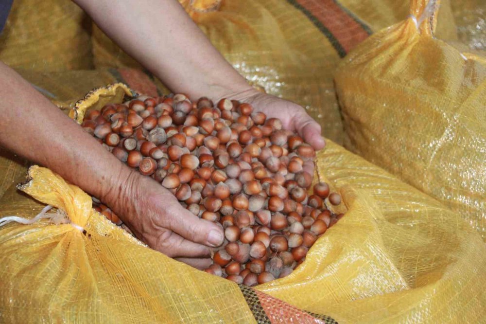 Fındık Üreticileri Mahsullerini Evde Depoluyor: Beklenti 500 Lira