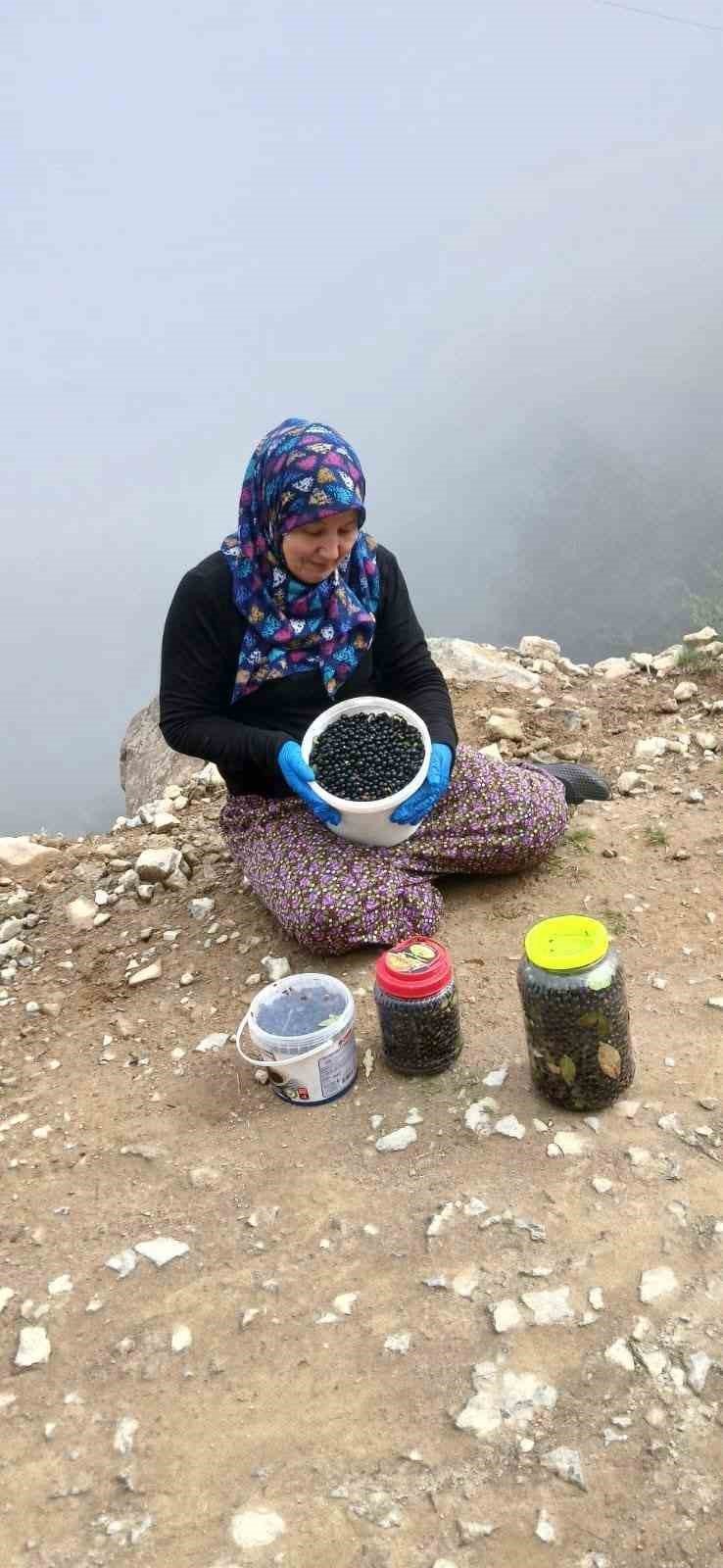 Şalpazarı Yaylalarında Yaban Mersini Bereketi