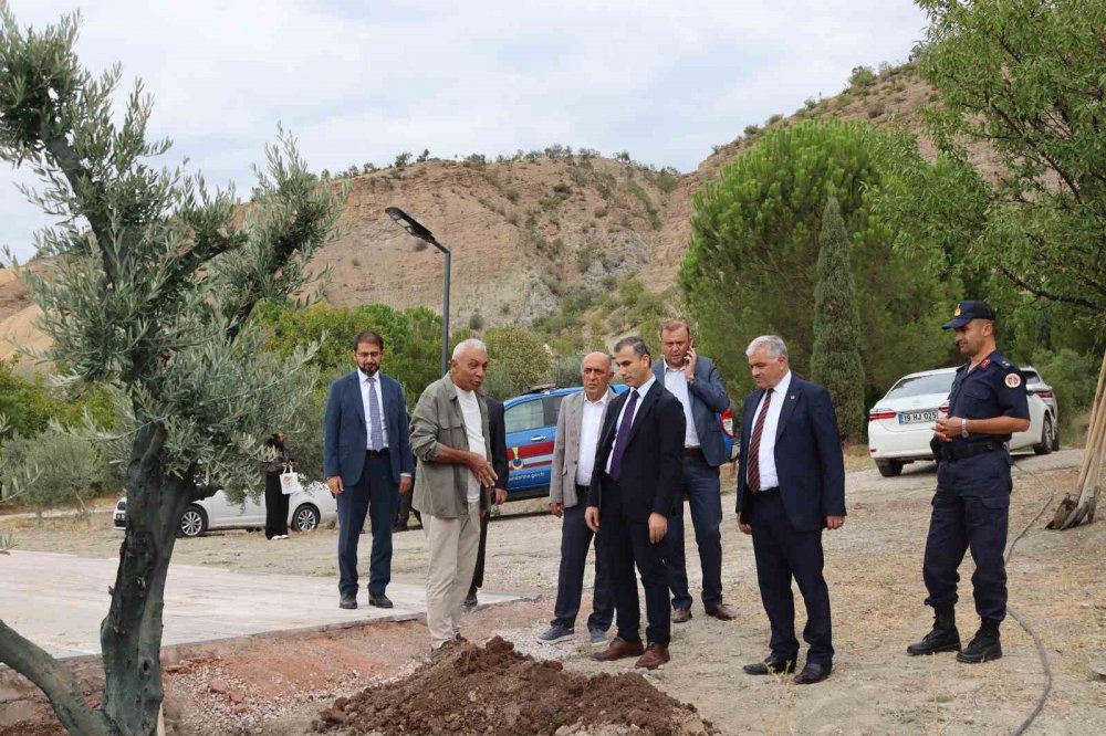 Baltacı Mehmet Paşa Anısına Asırlık Zeytin Ağacı Dikildi