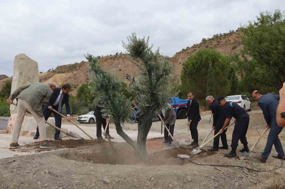 Baltacı Mehmet Paşa Anısına Asırlık Zeytin Ağacı Dikildi