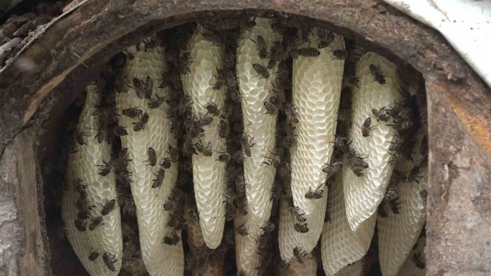 Rize’de Karakovan Balı Anzer’i Solladı