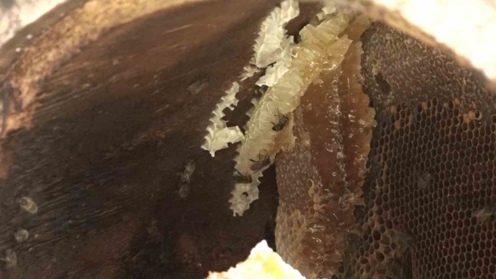 Rize’de Karakovan Balı Anzer’i Solladı