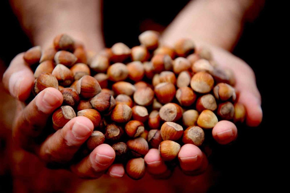 Giresun Fındığı Zirvede: Kilosu 352 Tl’ye Ulaştı