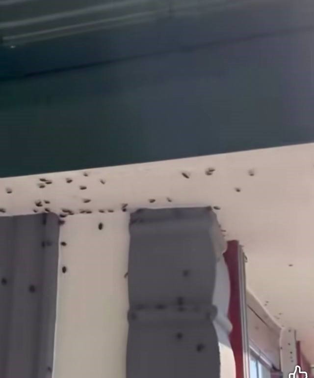 Kahverengi Kokarca Giresun’da Evleri Ve Araçları İstila Etti