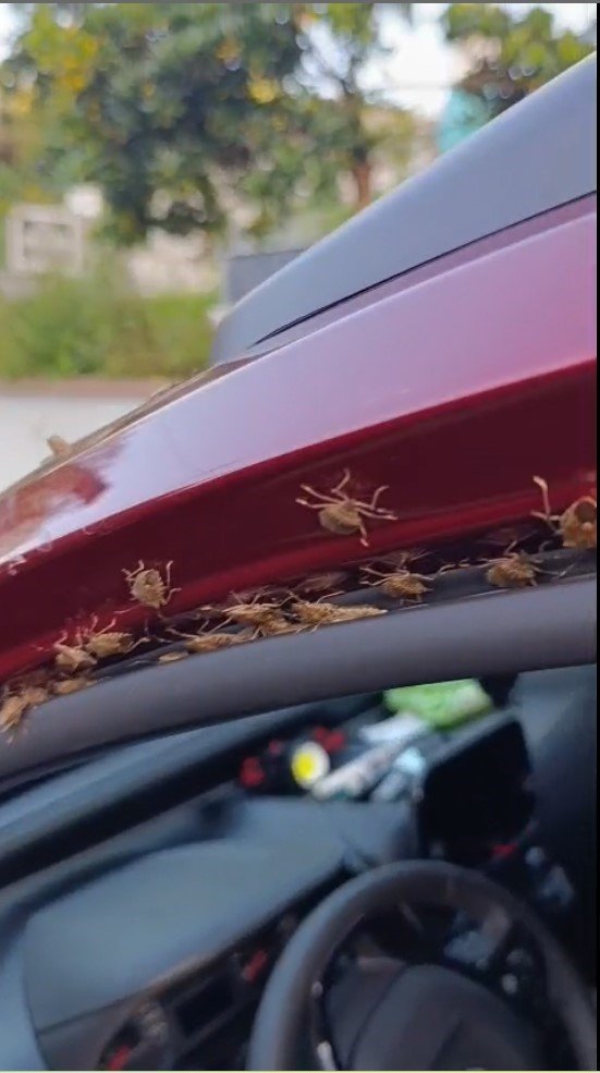 Kahverengi Kokarca Giresun’da Evleri Ve Araçları İstila Etti