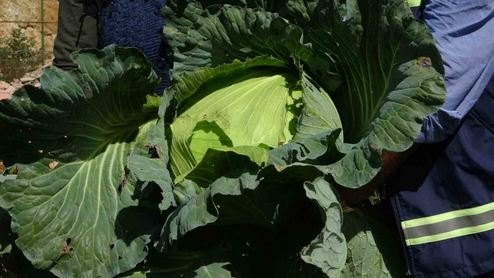 Giresun’da Kadınlar Geleneksel Yöntemlerle Kışlık Yiyeceklerini Hazırlıyor