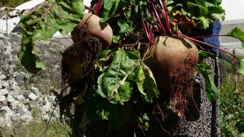 Giresun’da Kadınlar Geleneksel Yöntemlerle Kışlık Yiyeceklerini Hazırlıyor