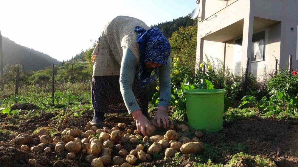 Giresun Yaylalarında Patates Hasadı Başladı