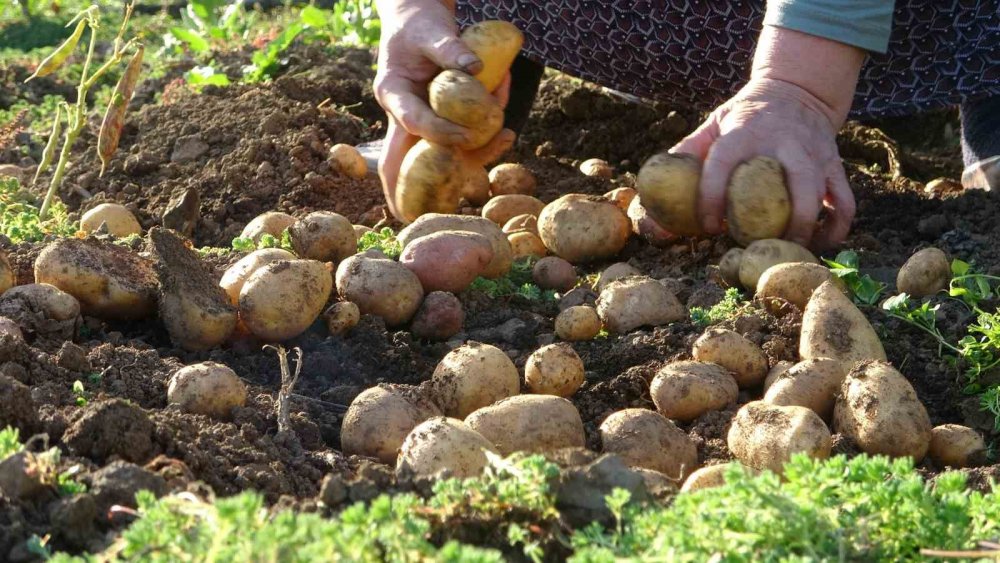 Giresun Yaylalarında Patates Hasadı Başladı