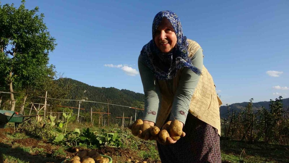 Giresun Yaylalarında Patates Hasadı Başladı