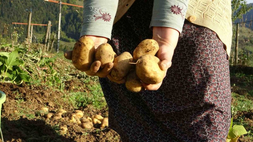 Giresun Yaylalarında Patates Hasadı Başladı