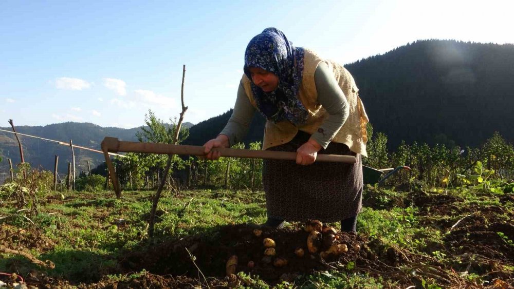 Giresun Yaylalarında Patates Hasadı Başladı