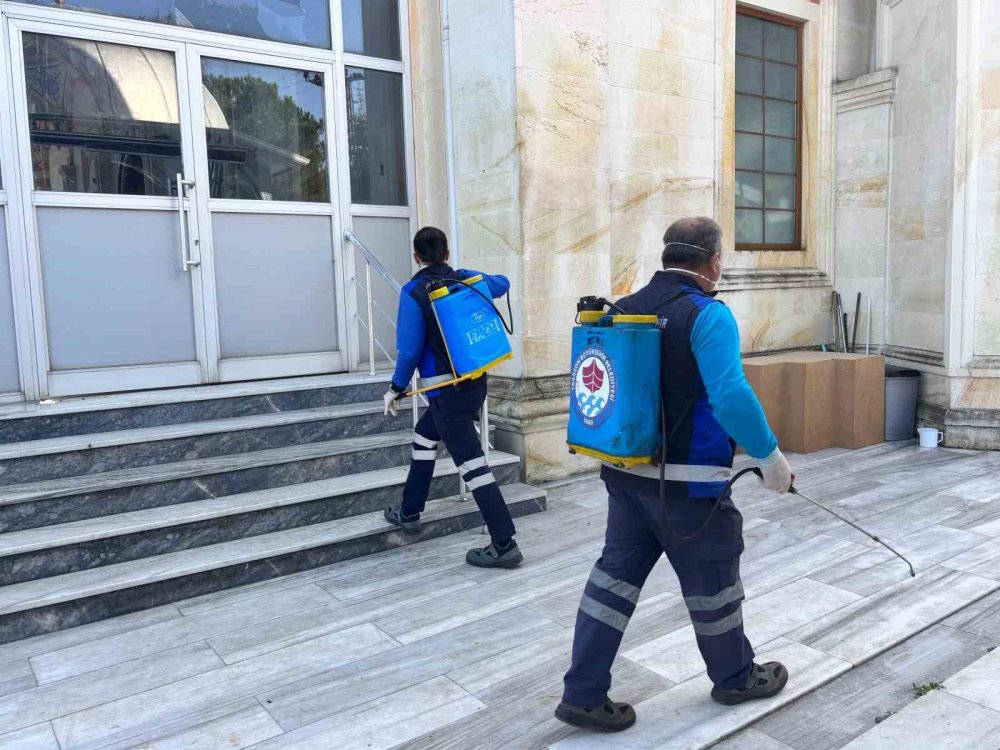 Trabzon’da Kahverengi Kokarca Alarmı