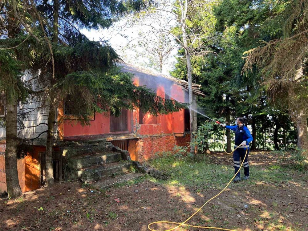 Trabzon’da Kahverengi Kokarca Alarmı