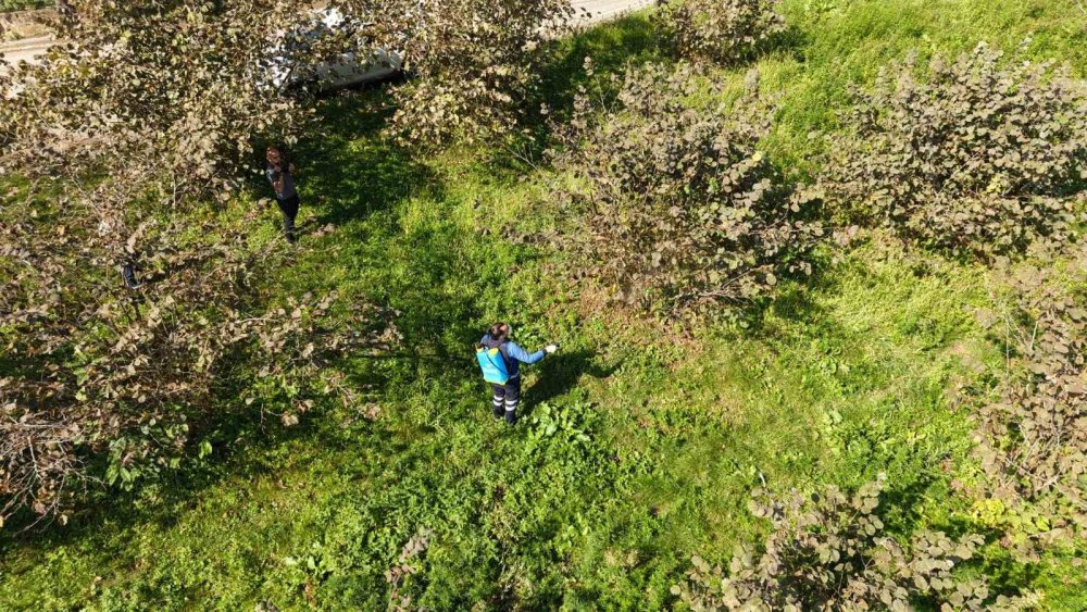 Trabzon’da Kahverengi Kokarca Alarmı