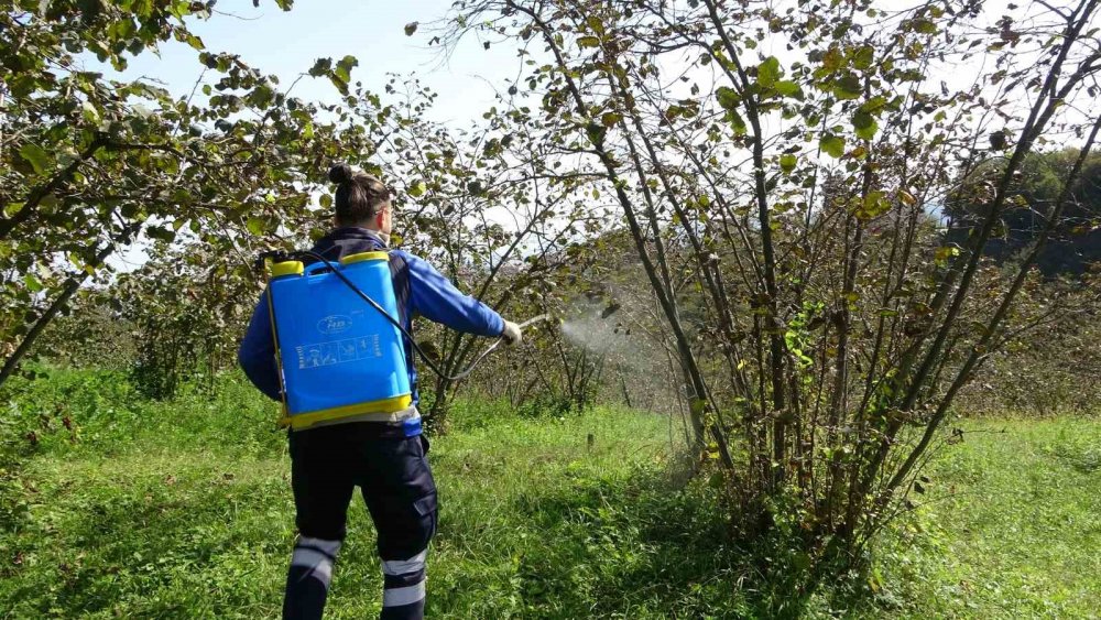 Trabzon’da Kahverengi Kokarca Alarmı