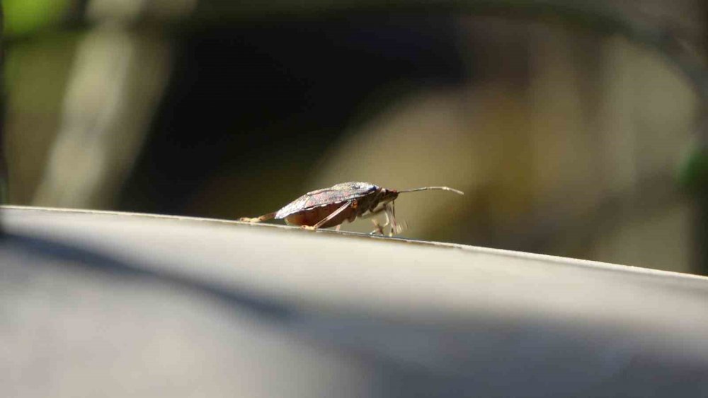 Trabzon’da Kahverengi Kokarca Alarmı