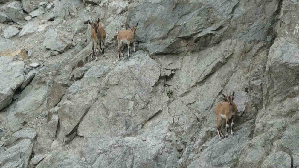 Artvin’de Dağ Keçileri Drone Kamerasına Yansıdı