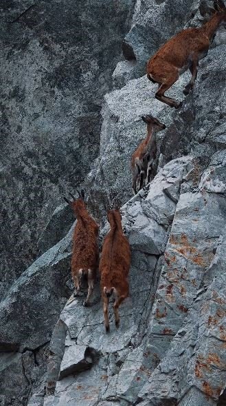Artvin’de Dağ Keçileri Drone Kamerasına Yansıdı