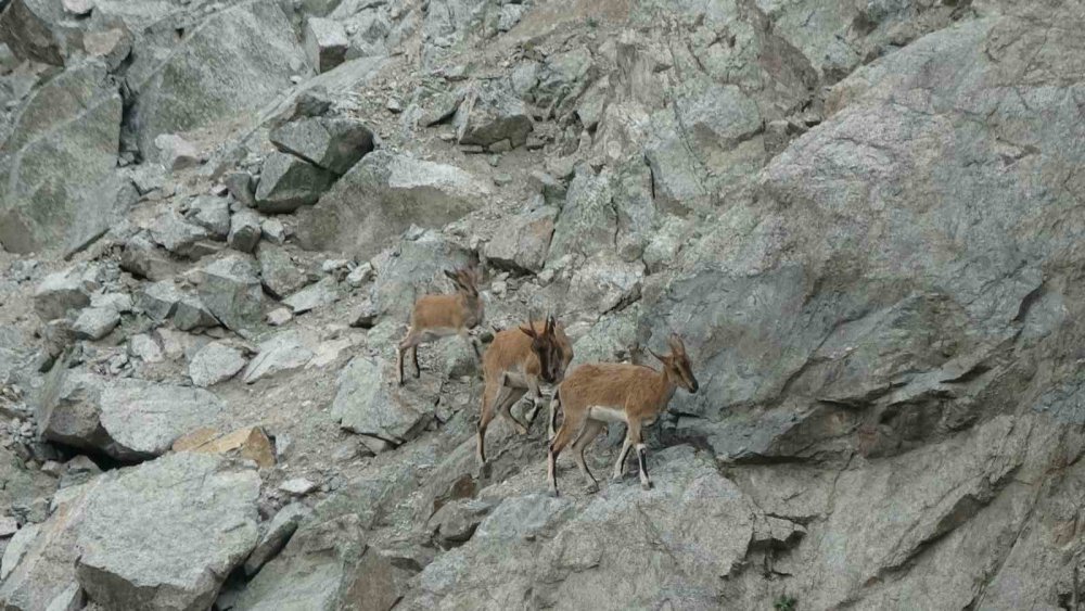 Artvin’de Dağ Keçileri Drone Kamerasına Yansıdı