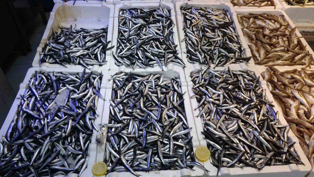 Balıkçılardan "patlatılan İnsansız Deniz Araçları Hamsiyi Kaçırttı" İddiası