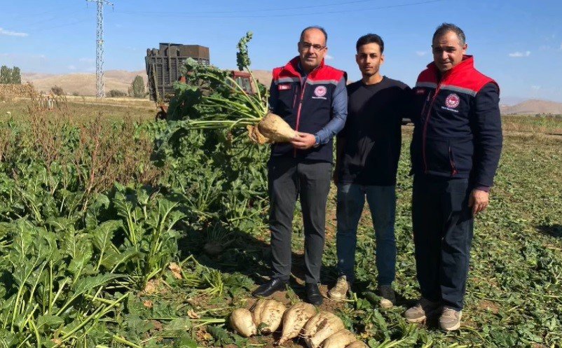 Bayburt’ta Şeker Pancarı Sökümü Başladı